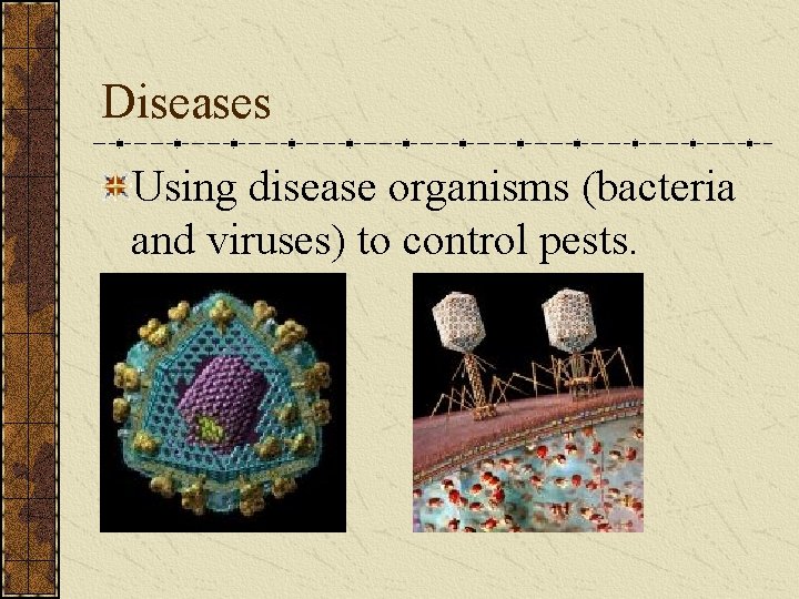 Diseases Using disease organisms (bacteria and viruses) to control pests. 