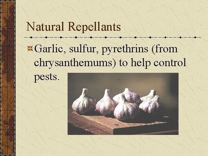  Natural Repellants Garlic, sulfur, pyrethrins (from chrysanthemums) to help control pests. 