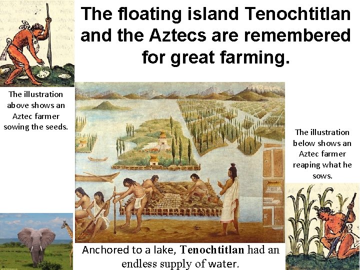 The floating island Tenochtitlan and the Aztecs are remembered for great farming. The illustration