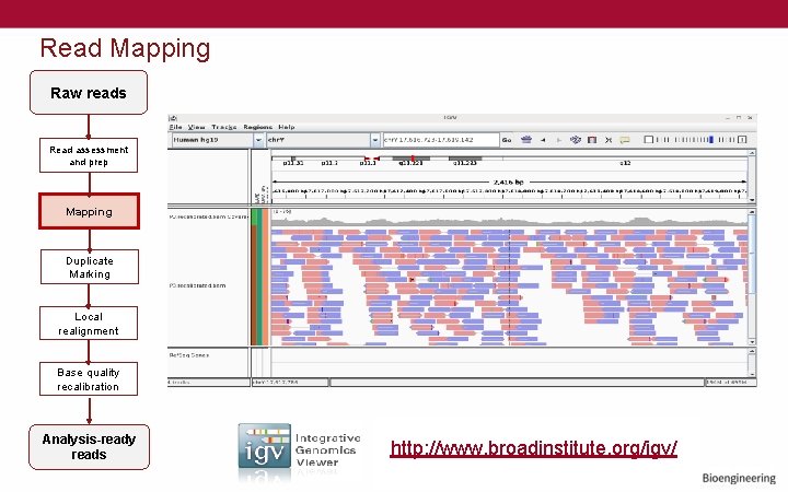 Read Mapping Raw reads Read assessment and prep Mapping Duplicate Marking Local realignment Base