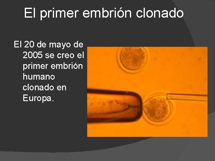 El primer embrión clonado El 20 de mayo de 2005 se creo el primer El primer embrión clonado El 20 de mayo de 2005 se creo el primer