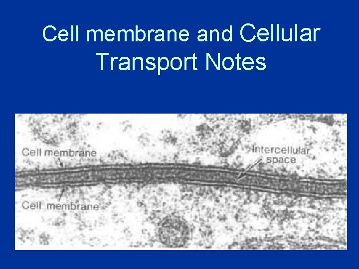 Cell membrane and Cellular Transport Notes 