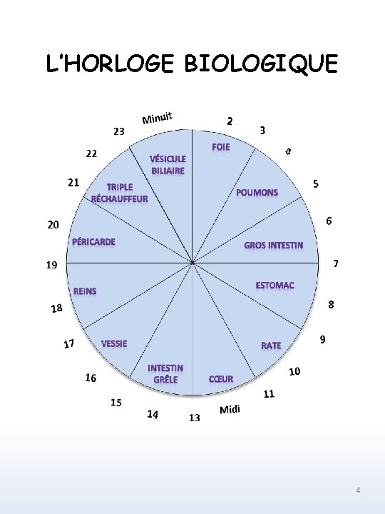 L’HORLOGE BIOLOGIQUE 4 