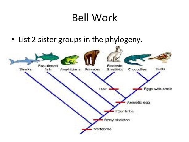 Bell Work • List 2 sister groups in the phylogeny. 