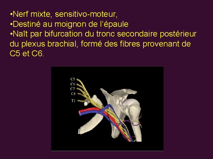  • Nerf mixte, sensitivo-moteur, • Destiné au moignon de l’épaule • Naît par