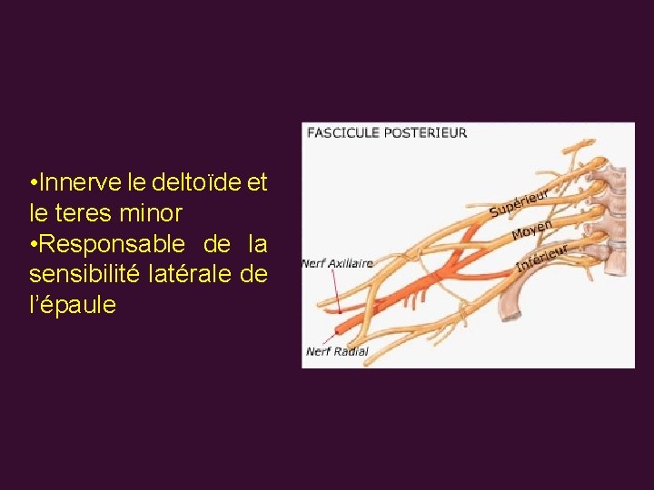  • Innerve le deltoïde et le teres minor • Responsable de la sensibilité