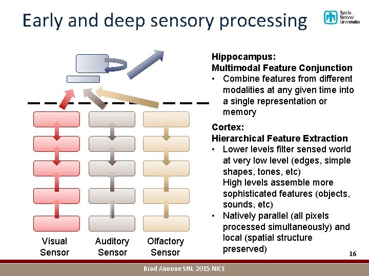 Early and deep sensory processing Hippocampus: Multimodal Feature Conjunction • Combine features from different