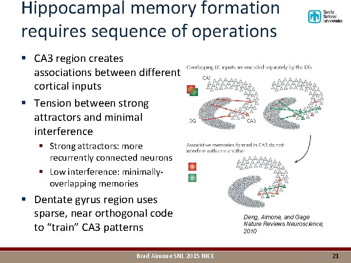 Hippocampal memory formation requires sequence of operations § CA 3 region creates associations between