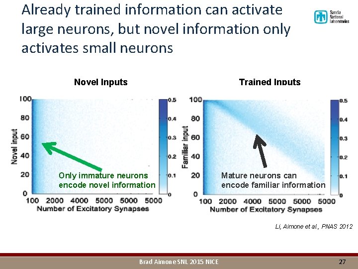 Already trained information can activate large neurons, but novel information only activates small neurons