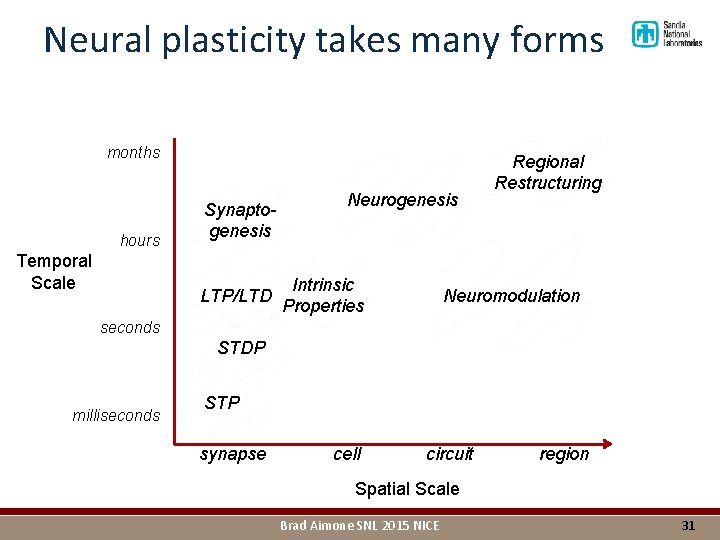 Neural plasticity takes many forms months hours Temporal Scale Synaptogenesis LTP/LTD Neurogenesis Intrinsic Properties