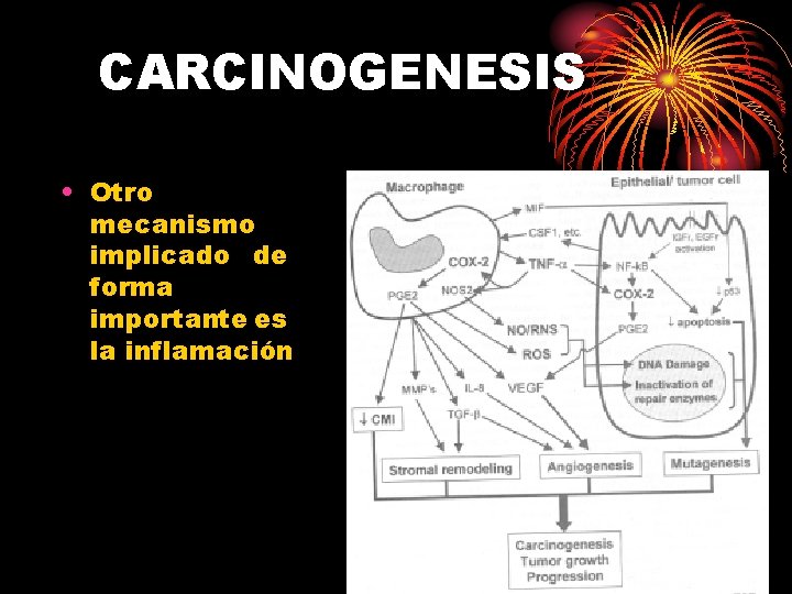 CARCINOGENESIS • Otro mecanismo implicado de forma importante es la inflamación 