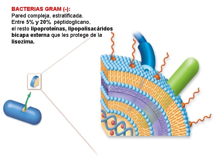 BACTERIAS GRAM (-): Pared compleja, estratificada. Entre 5% y 20% péptidoglicano, el resto lipoproteínas, BACTERIAS GRAM (-): Pared compleja, estratificada. Entre 5% y 20% péptidoglicano, el resto lipoproteínas,