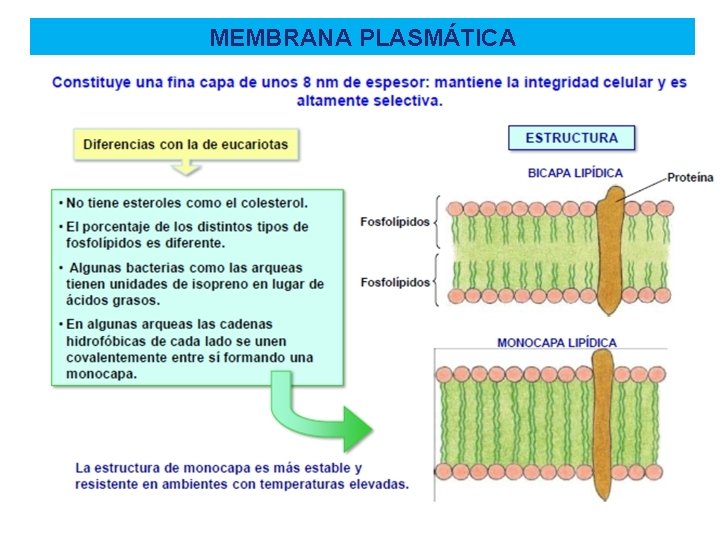 MEMBRANA PLASMÁTICA MEMBRANA PLASMÁTICA