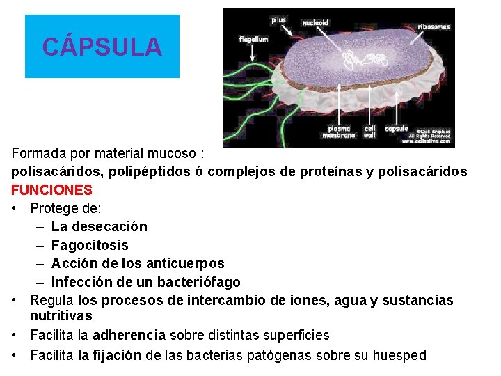 CÁPSULA Formada por material mucoso : polisacáridos, polipéptidos ó complejos de proteínas y polisacáridos CÁPSULA Formada por material mucoso : polisacáridos, polipéptidos ó complejos de proteínas y polisacáridos