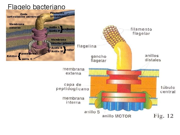 Flagelo bacteriano Flagelo bacteriano