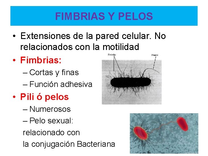 FIMBRIAS Y PELOS • Extensiones de la pared celular. No relacionados con la motilidad FIMBRIAS Y PELOS • Extensiones de la pared celular. No relacionados con la motilidad