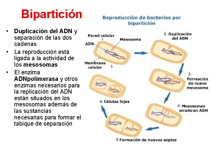 Bipartición • Duplicación del ADN y separación de las dos cadenas • La reproducción Bipartición • Duplicación del ADN y separación de las dos cadenas • La reproducción