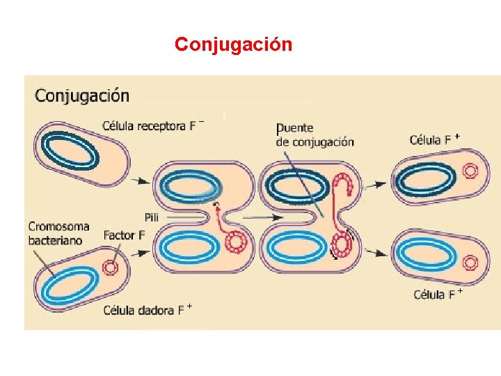 Conjugación Conjugación
