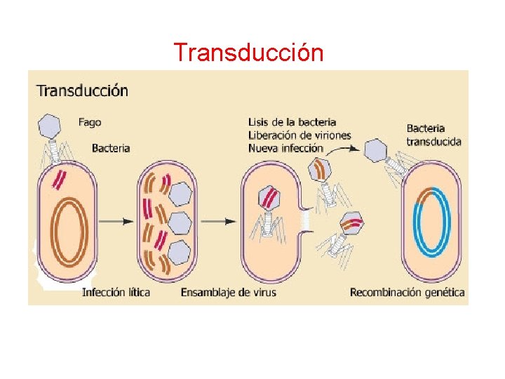 Transducción Transducción