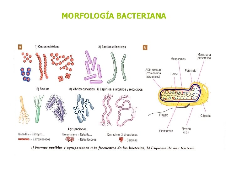 MORFOLOGÍA BACTERIANA MORFOLOGÍA BACTERIANA