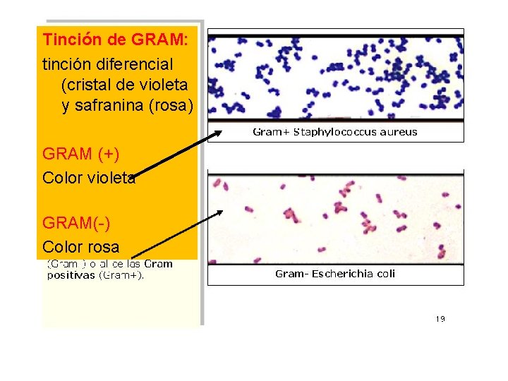 Tinción de GRAM: tinción diferencial (cristal de violeta y safranina (rosa) GRAM (+) Color Tinción de GRAM: tinción diferencial (cristal de violeta y safranina (rosa) GRAM (+) Color