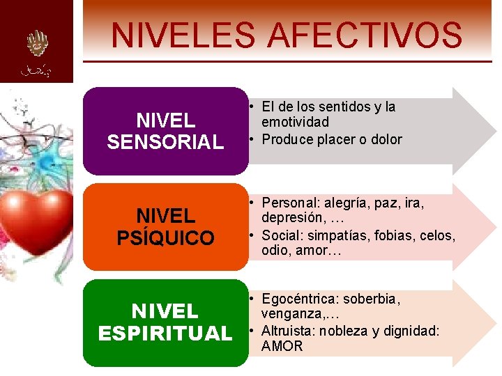 NIVELES AFECTIVOS NIVEL SENSORIAL NIVEL PSÍQUICO NIVEL ESPIRITUAL • El de los sentidos y