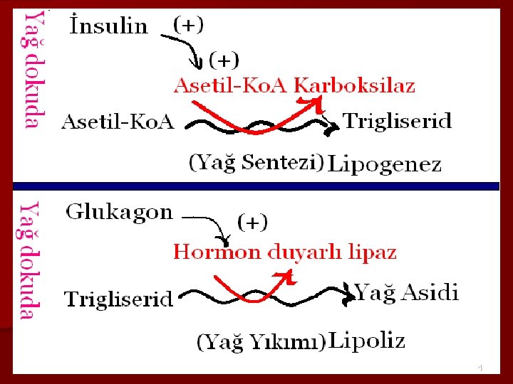 DİABETİK KETOSİDOZ 4 