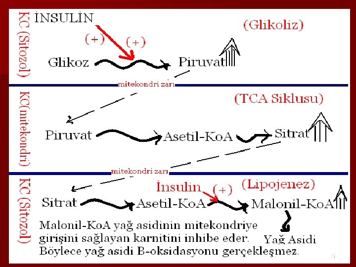 Birinci Konu n Konunun ayrıntıları n Fikirlerinizi destekleyen bilgiler ve örnekler n Konunun dinleyicilerle