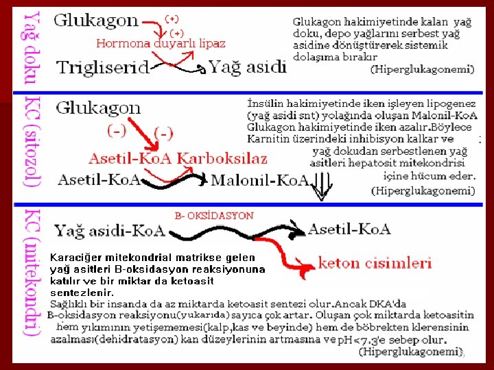 İkinci Konunun ayrıntıları n Fikirlerinizi destekleyen bilgiler ve örnekler n Konunun dinleyicilerle ilişkisi n