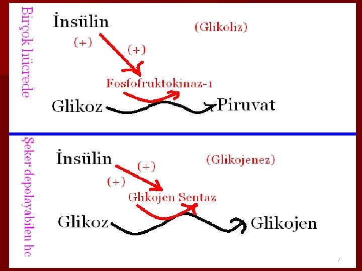Üçüncü Konu n Konunun ayrıntıları n Fikirlerinizi destekleyen bilgiler ve örnekler n Konunun dinleyicilerle