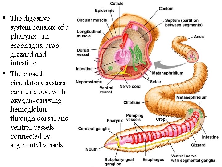  • • The digestive system consists of a pharynx ﺀ , an esophagus,