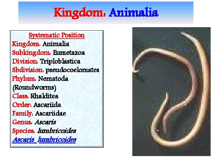 Kingdom: Animalia Systematic Position Kingdom: Animalia Subkingdom: Eumetazoa Division: Triploblastica Sbdivision: pseudocoelomates Phylum: Nematoda