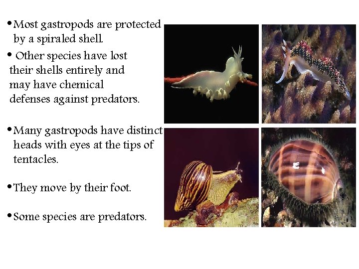  • Most gastropods are protected by a spiraled shell. • Other species have