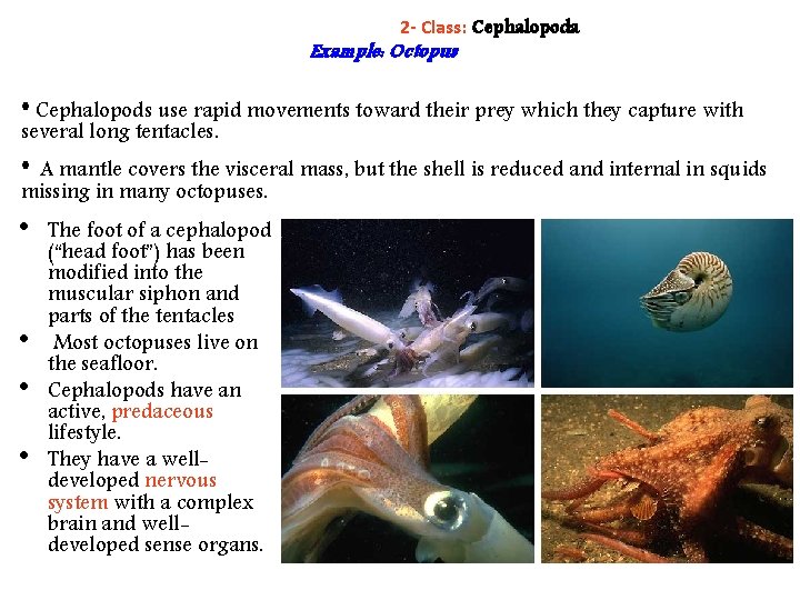 2 - Class: Cephalopoda Example: Octopus • Cephalopods use rapid movements toward their prey