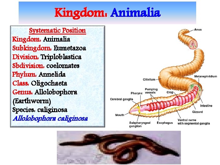 Kingdom: Animalia Systematic Position Kingdom: Animalia Subkingdom: Eumetazoa Division: Triploblastica Sbdivision: coelomates Phylum: Annelida