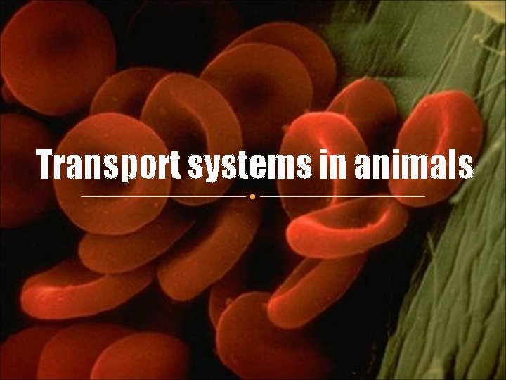 Transport systems in animals 