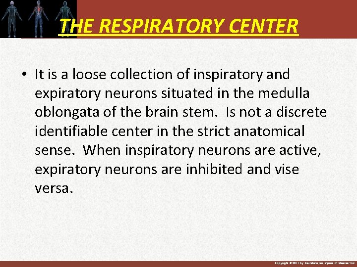 THE RESPIRATORY CENTER • It is a loose collection of inspiratory and expiratory neurons