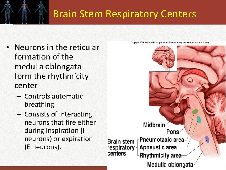 Brain Stem Respiratory Centers • Neurons in the reticular formation of the medulla oblongata