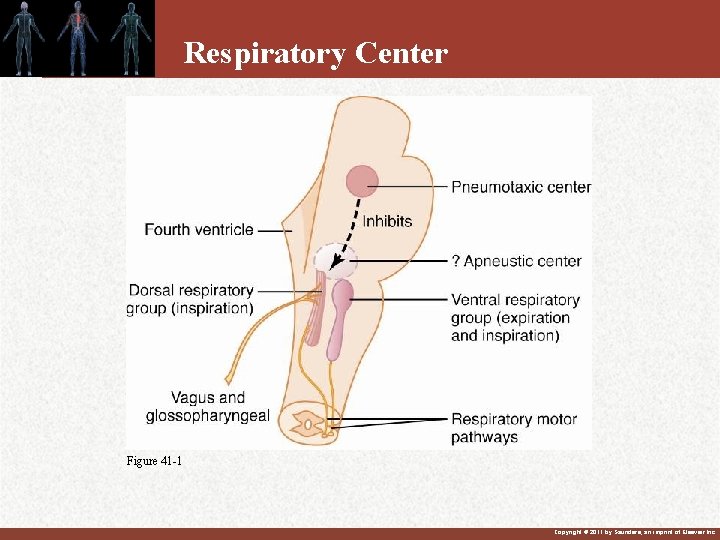 Respiratory Center Figure 41 -1 Copyright © 2011 by Saunders, an imprint of Elsevier