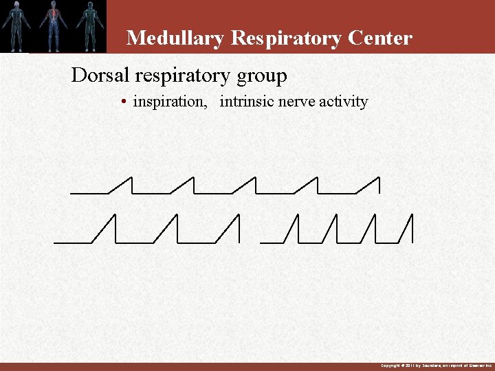 Medullary Respiratory Center Dorsal respiratory group • inspiration, intrinsic nerve activity Copyright © 2011