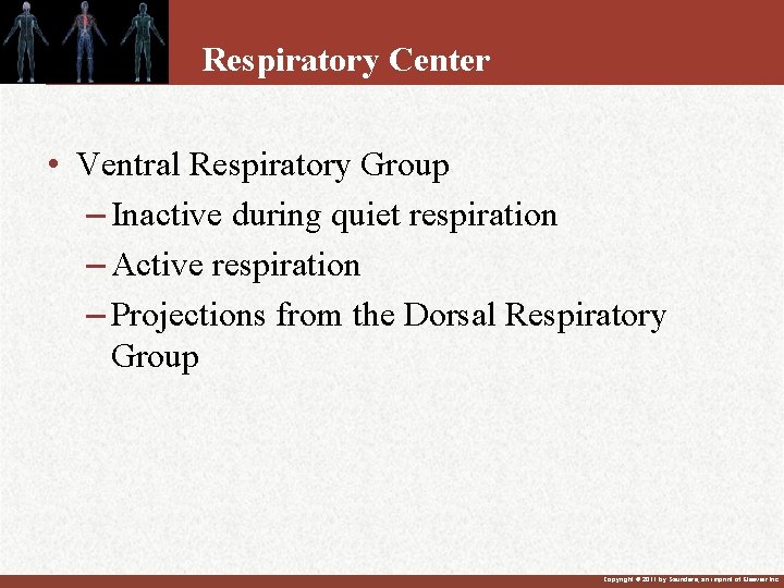 Respiratory Center • Ventral Respiratory Group – Inactive during quiet respiration – Active respiration