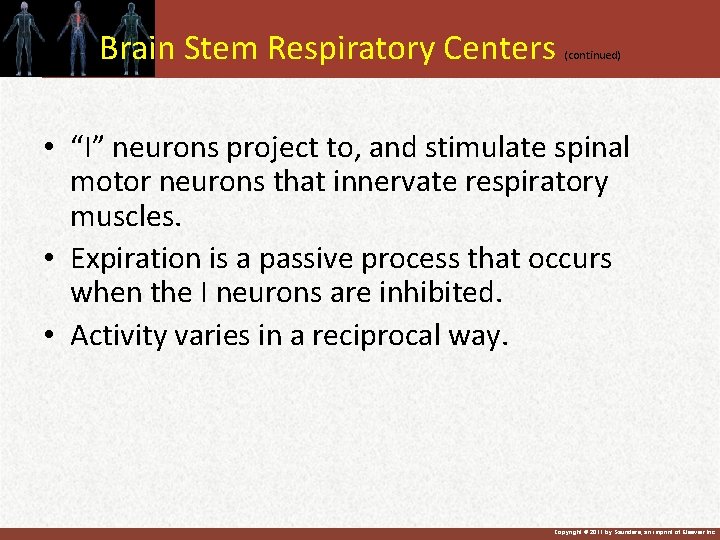 Brain Stem Respiratory Centers (continued) • “I” neurons project to, and stimulate spinal motor