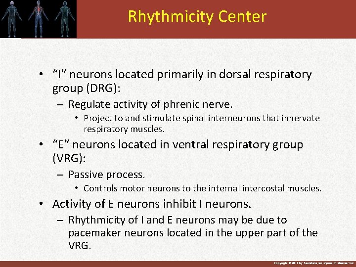 Rhythmicity Center • “I” neurons located primarily in dorsal respiratory group (DRG): – Regulate