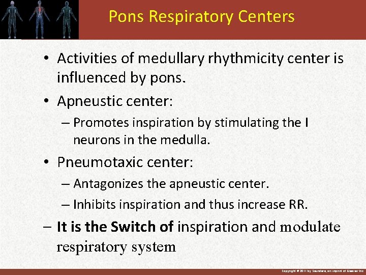Pons Respiratory Centers • Activities of medullary rhythmicity center is influenced by pons. •