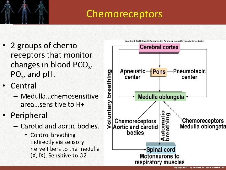 Chemoreceptors • 2 groups of chemoreceptors that monitor changes in blood PCO 2, PO