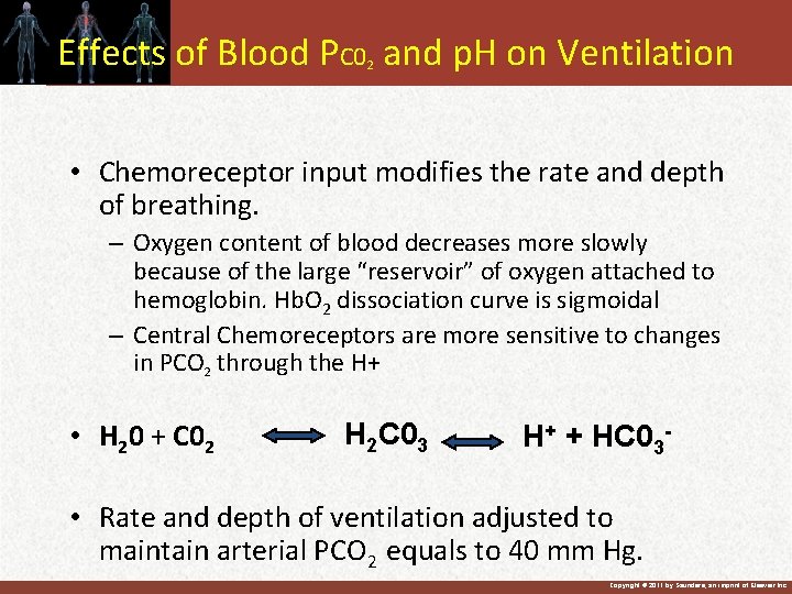 Effects of Blood PC 0 and p. H on Ventilation 2 • Chemoreceptor input