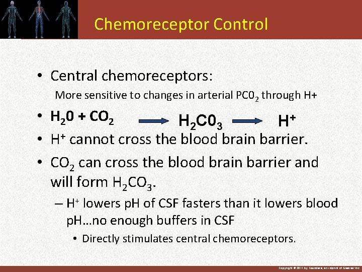 Chemoreceptor Control • Central chemoreceptors: More sensitive to changes in arterial PC 02 through