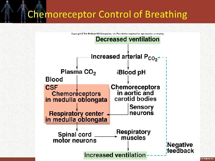 Chemoreceptor Control of Breathing Insert fig. 16. 29 Copyright © 2011 by Saunders, an