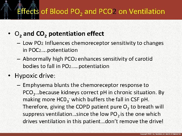 Effects of Blood PO 2 and PCO 2 on Ventilation • O 2 and