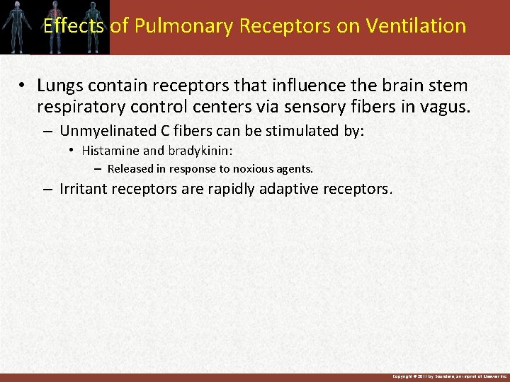 Effects of Pulmonary Receptors on Ventilation • Lungs contain receptors that influence the brain